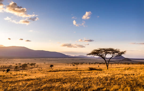 A family of elephants walking across a grassy African savannah at dawn